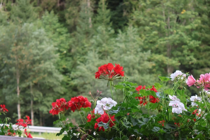 Rote Geranien am Balkon mit Aussicht auf den Wald