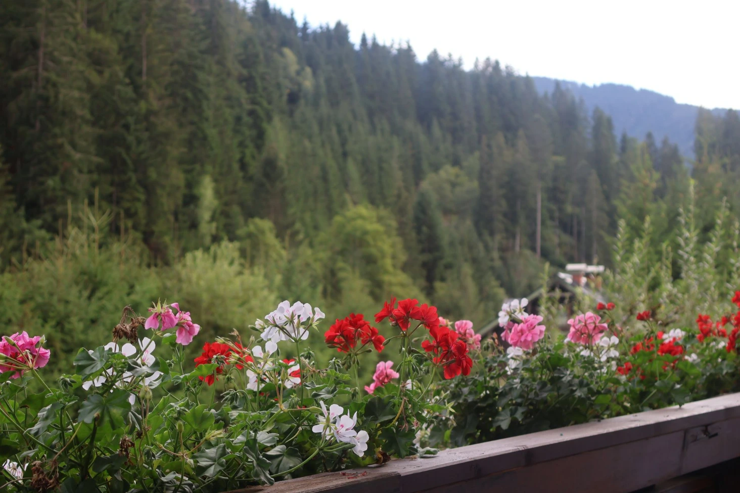 Sommerlicher Ausblick mit Blumenkästen